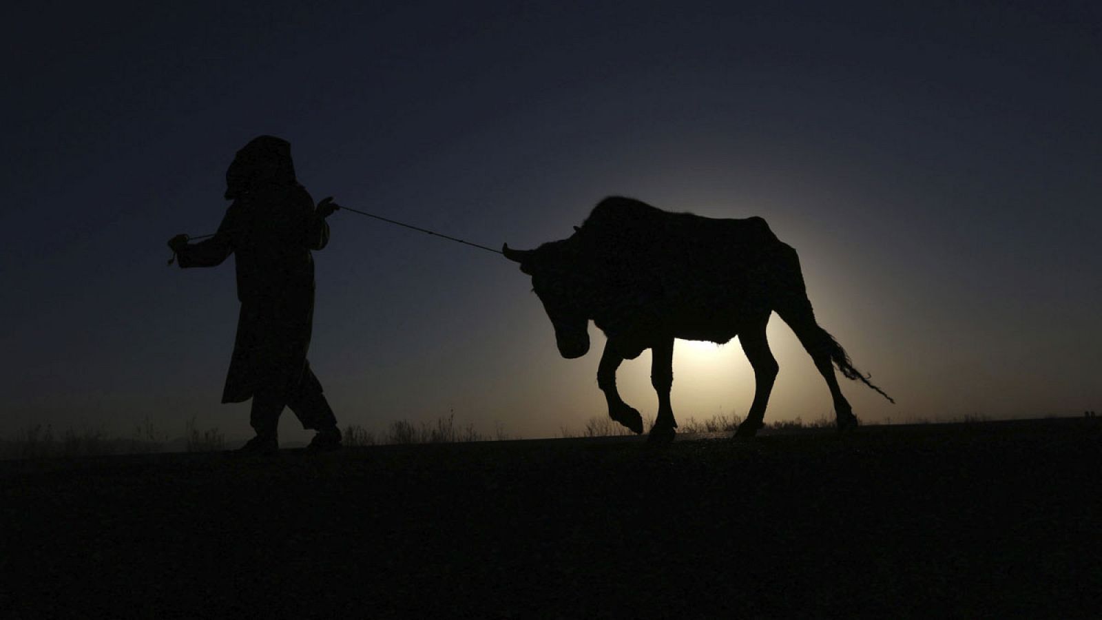 Imagen de enero de 2016 de un hombre tirando de una vaca en Herat (Afganistán).