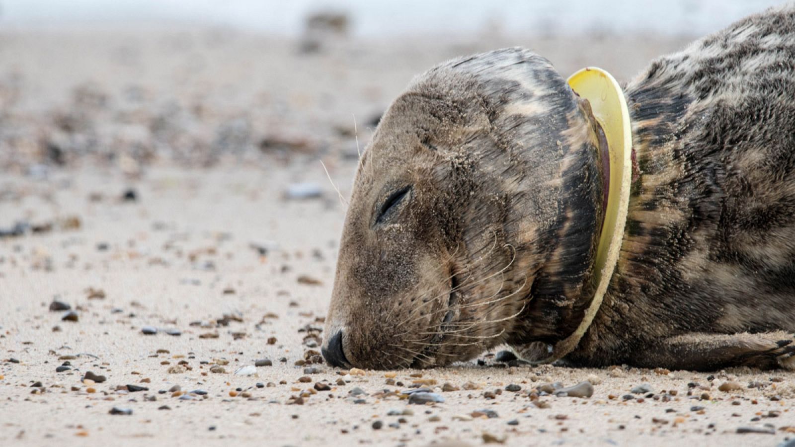 Una foca herida con un 'frisbee' en el cuello