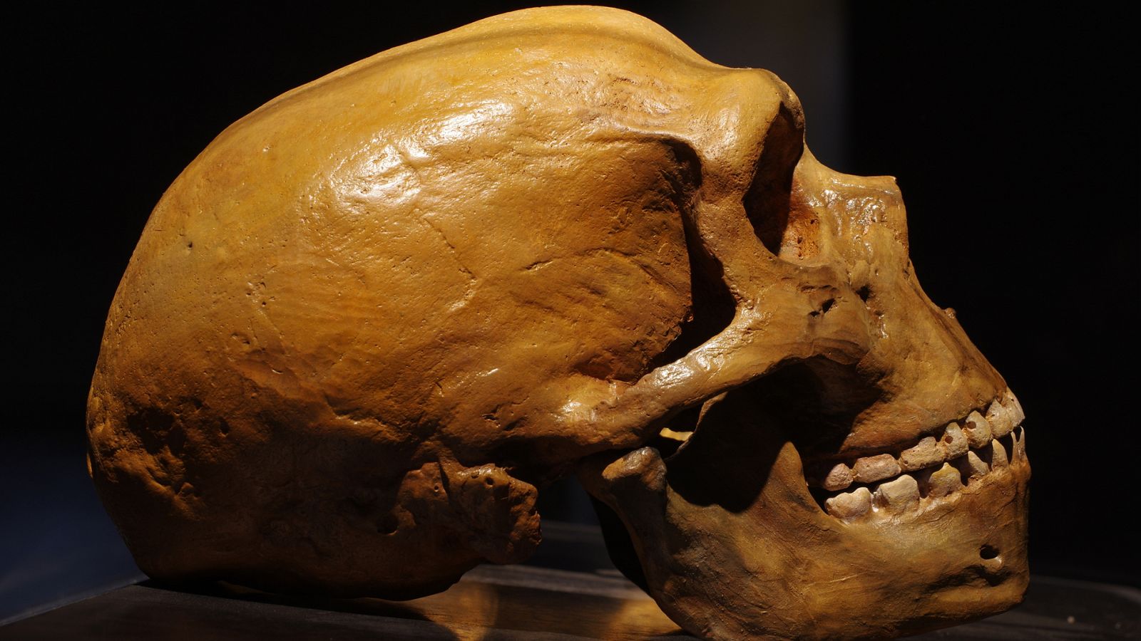 Imagen de una calavera neandertal, en la que se puede apreciar su mayor capacidad craneal.