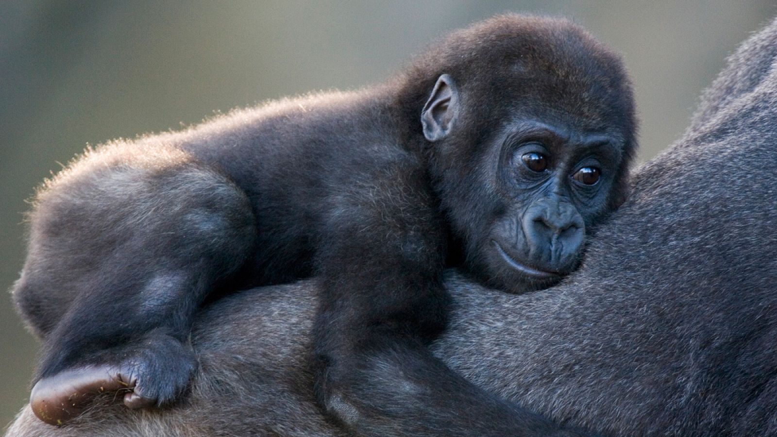 Una cría de gorila occidental de llanura (Gorilla gorilla gorilla), sobre el lomo de su madre.