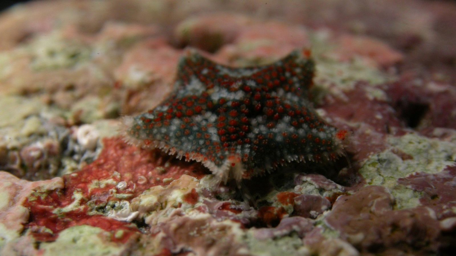 Ejemplar de 'Asterina martinbarriosi', estrella de mar descubierta y descrita por un equipo del CSIC