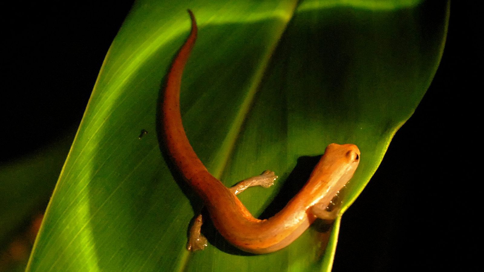 El hongo 'Batrachochytrium dendrobatidis' está devastando las poblaciones centroeuropeas de salamandras.