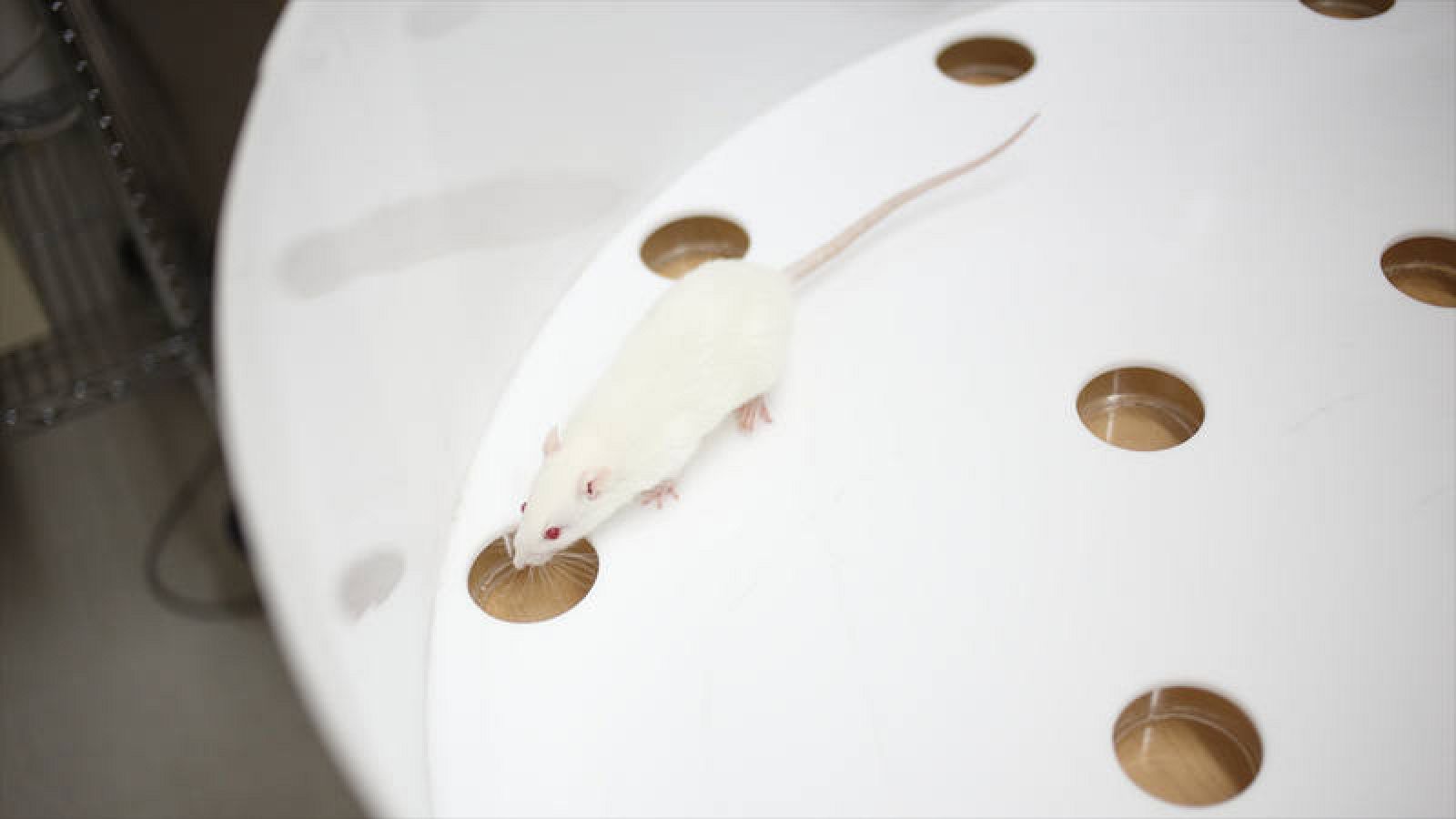  Los científicos entrenaron a trece ratas para memorizar doce olores diferentes.