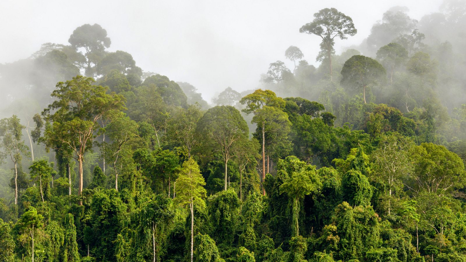 Los trópicos contienen el mayor número de especies en general, incluidas las menos conocidas.
