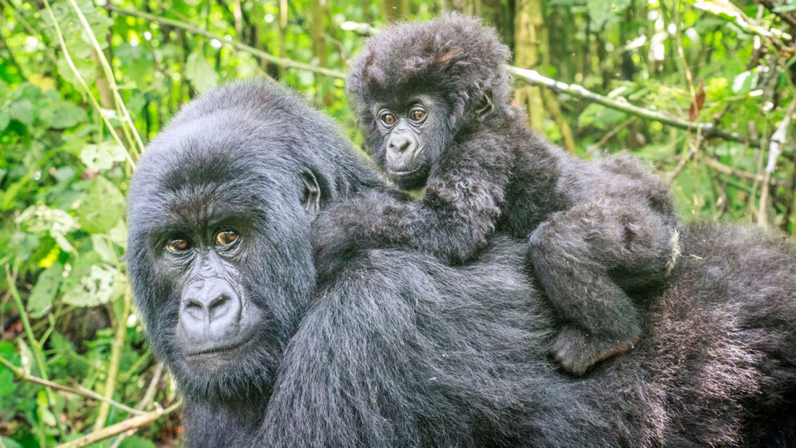 Imagen de un ejemplar hembra de gorila de montaña junto con su cría.