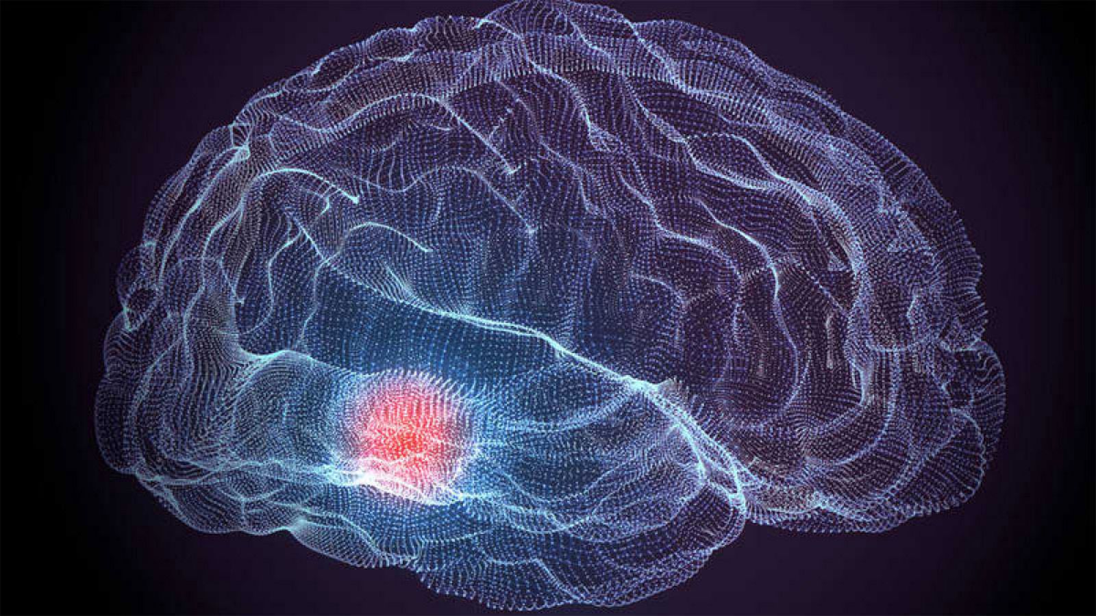 La evolución del cerebro humano se ha caracterizado por un aumento constante en la encefalización, o la relación del cerebro con el tamaño corporal.