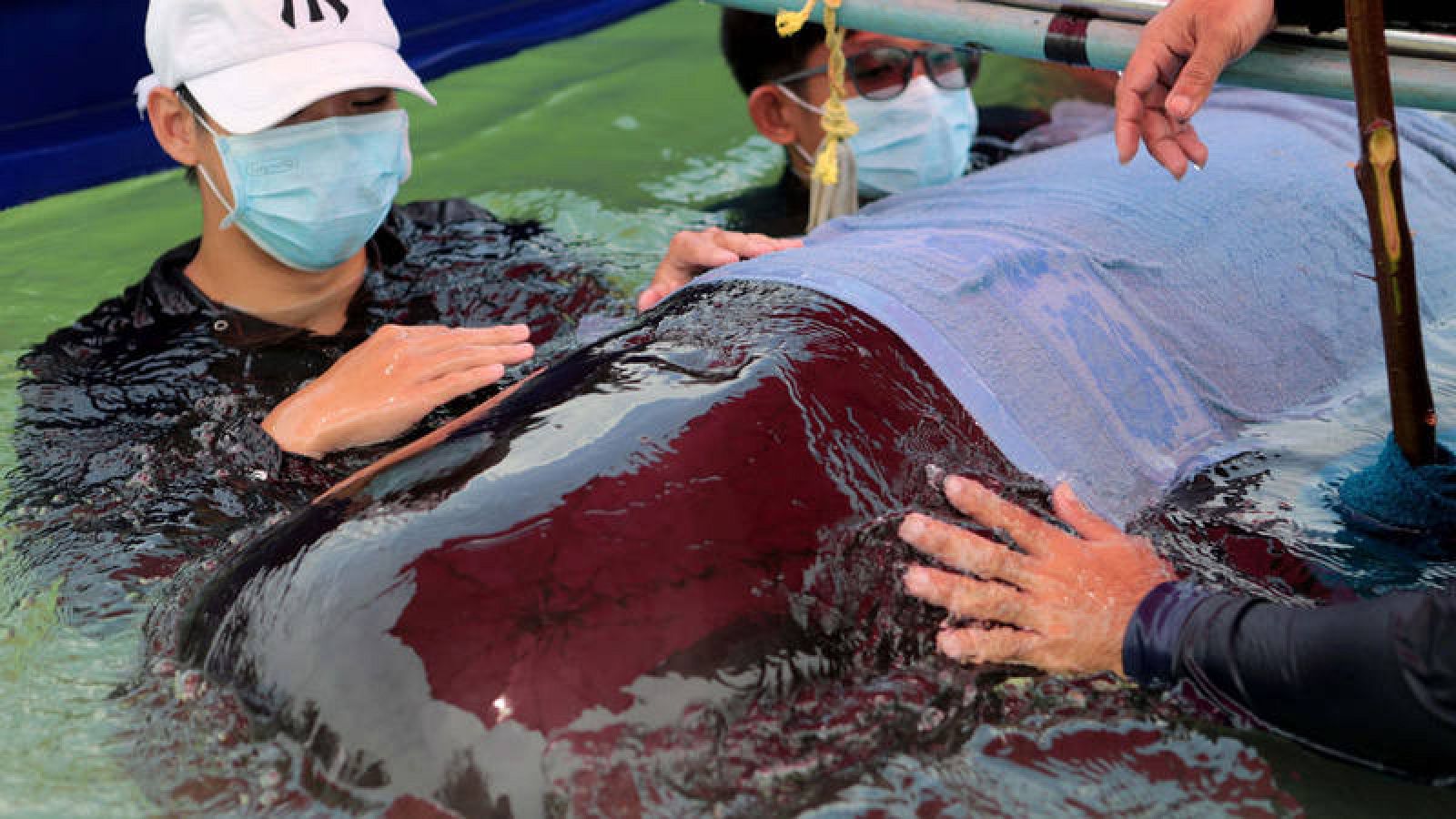 La ballena fue rescatada incapaz de nadar en el canal de Songhkla