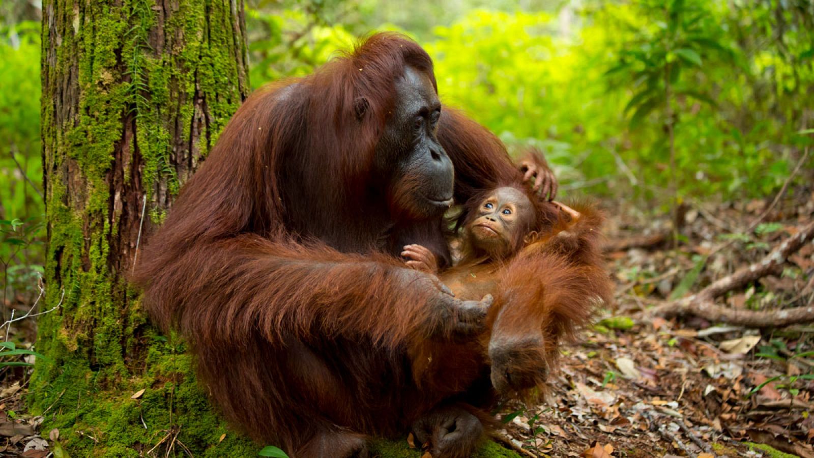 En Borneo viven 57.350 orangutanes y en Sumatra otros 14.290.