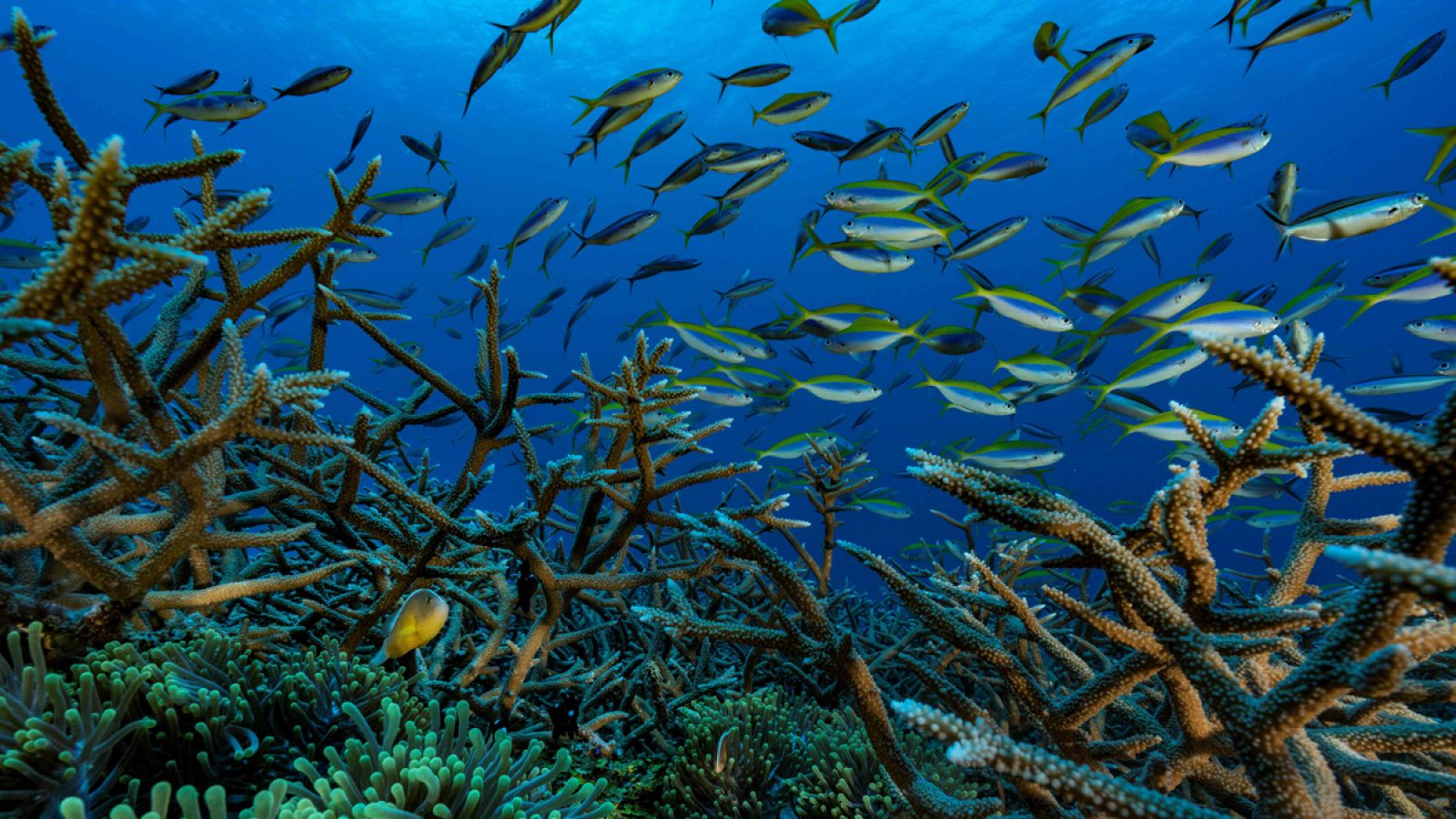 Peces payaso en los arrecifes de coral del océano Índico