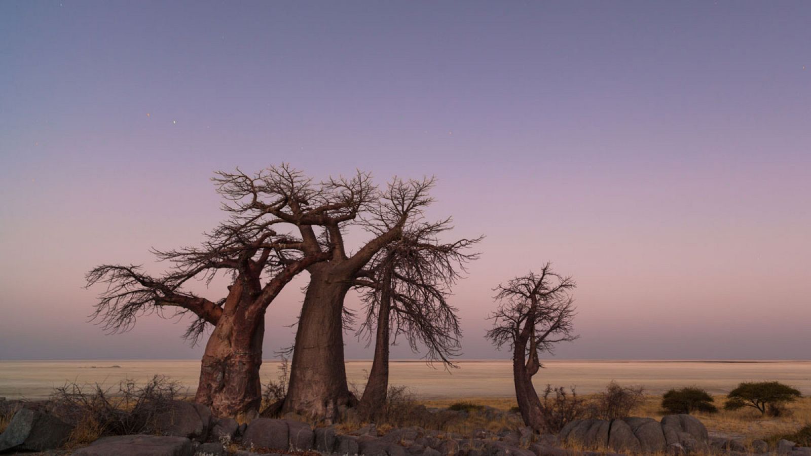 Los baobabs se encuentran entre los árboles más grandes y más antiguos del planeta.