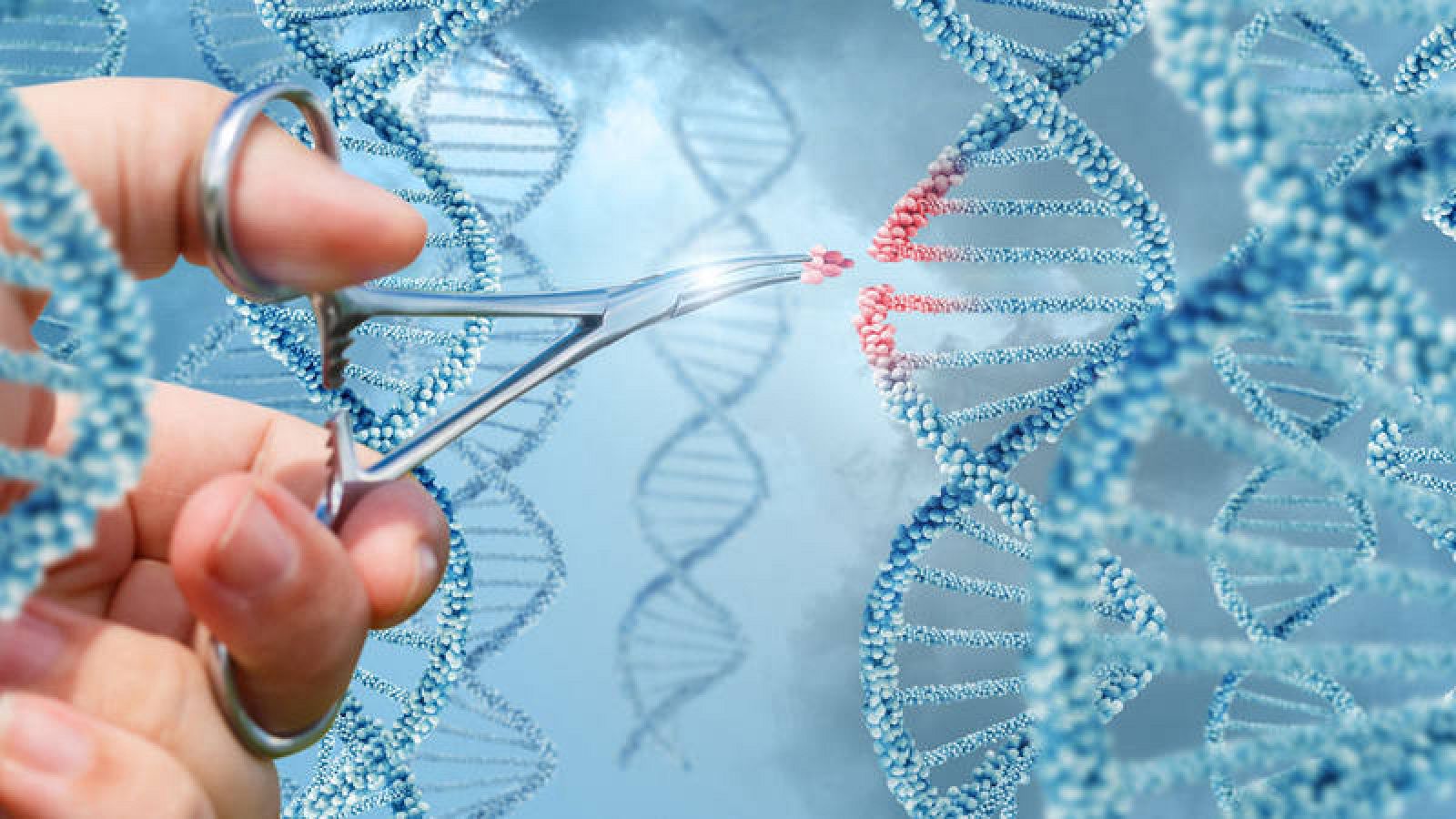 Alegre Acostado Tamano relativo Cáncer: la herramienta de edición genética CRISPR | RTVE