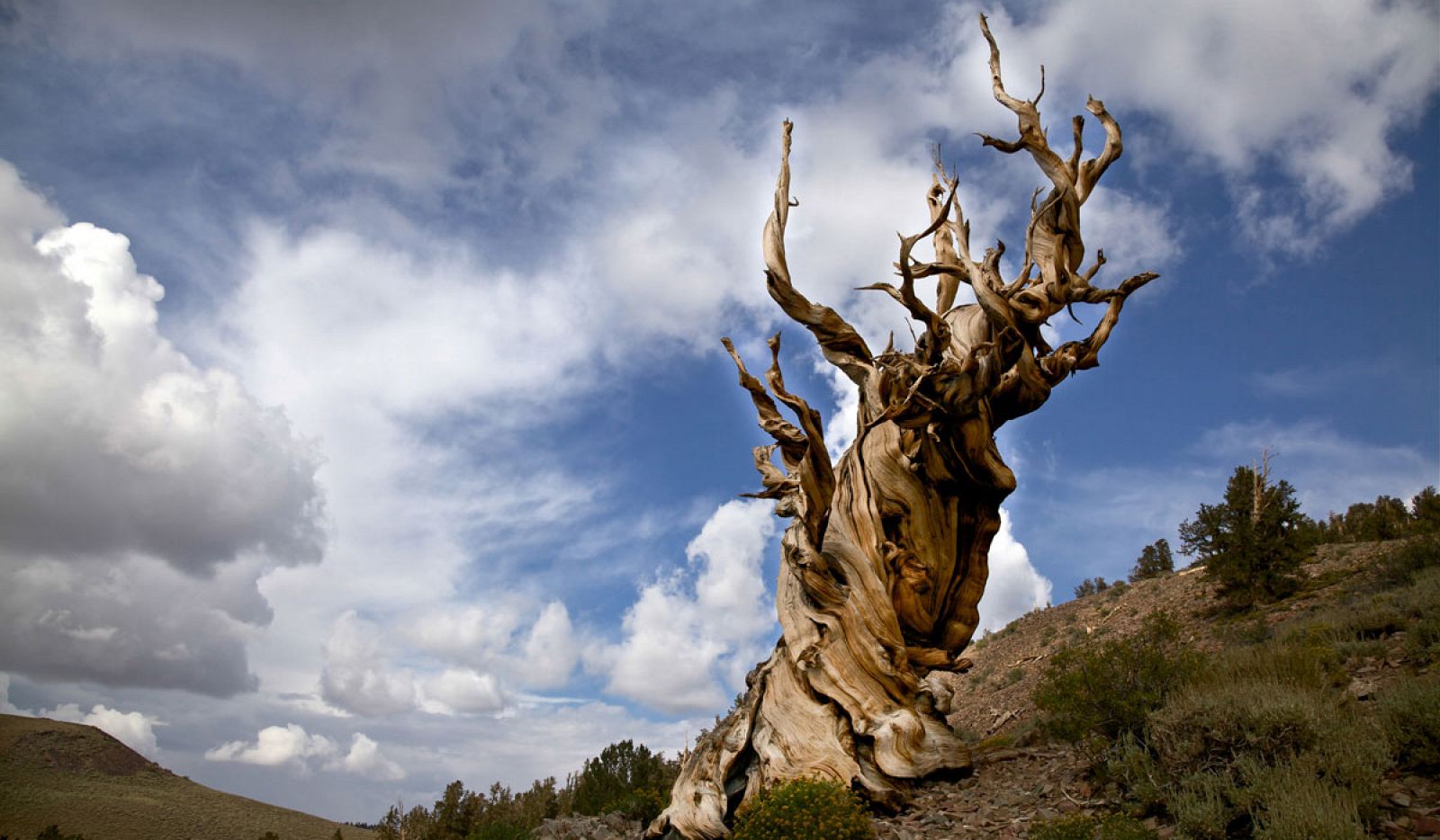 Ejemplares de Pinus longaeva, en las Montañas Blancas de California, que se encuentran entre los más longevos del planeta.