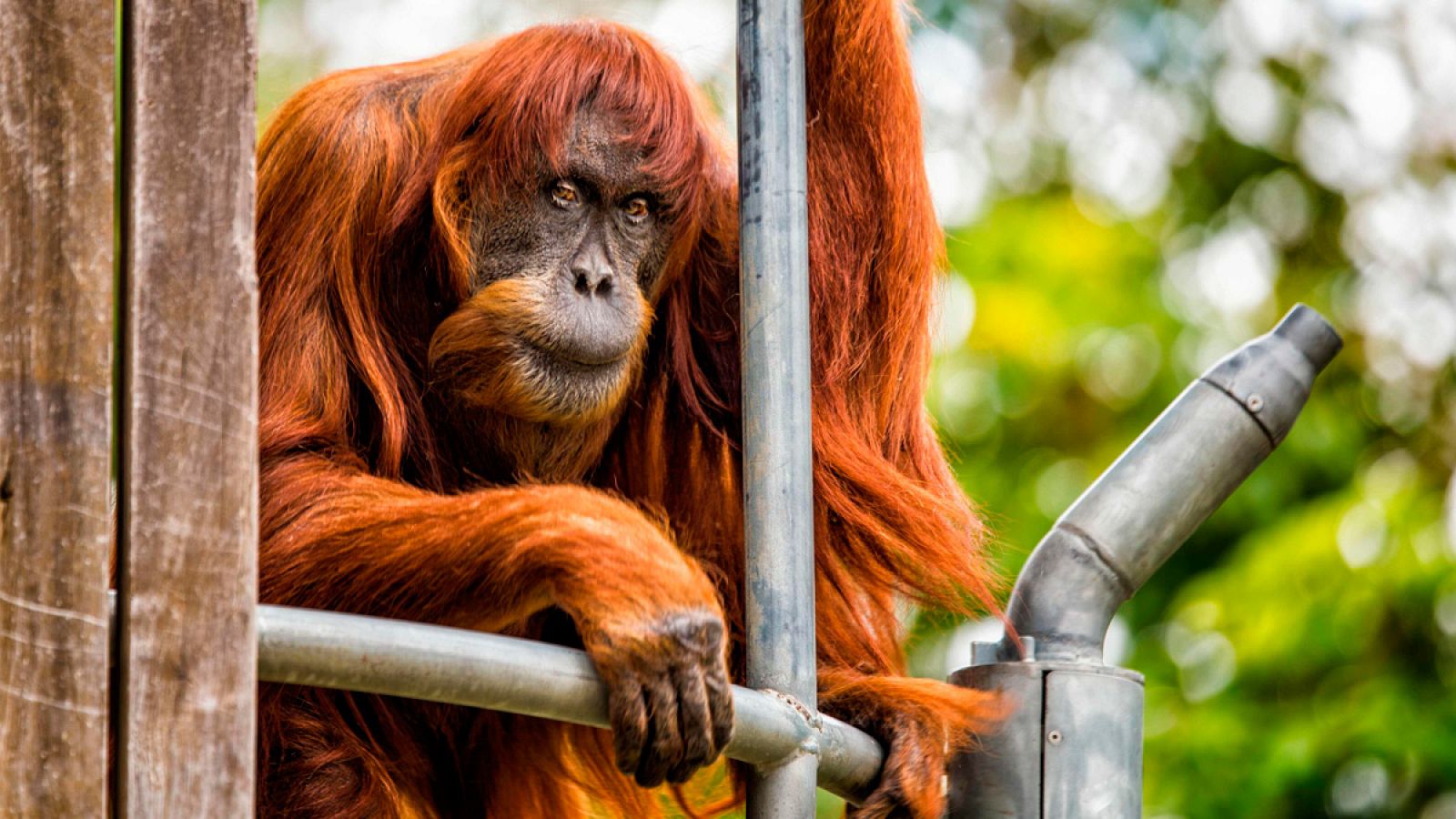 La orangutana Puan, fotografiada en Perth, Australia