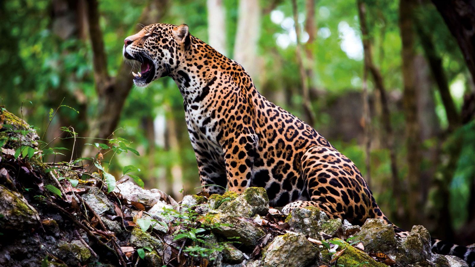 Imagen de un jaguar en México