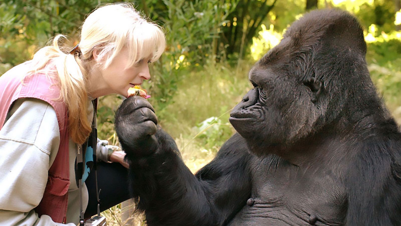 Imagen de archivo, cortesía de la organización 'The Gorilla Foundation', que muestra a Koko con su profesora y amiga, la doctora Penny Patterson.