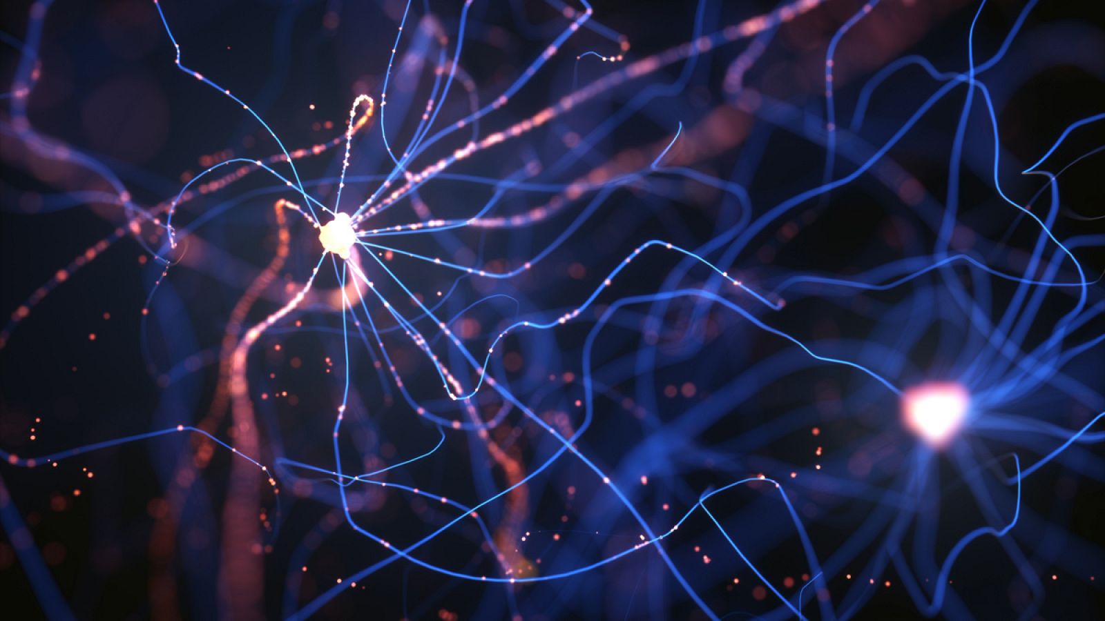 El gran cambio evolutivo del cerebro tuvo lugar en la producción de neuronas.