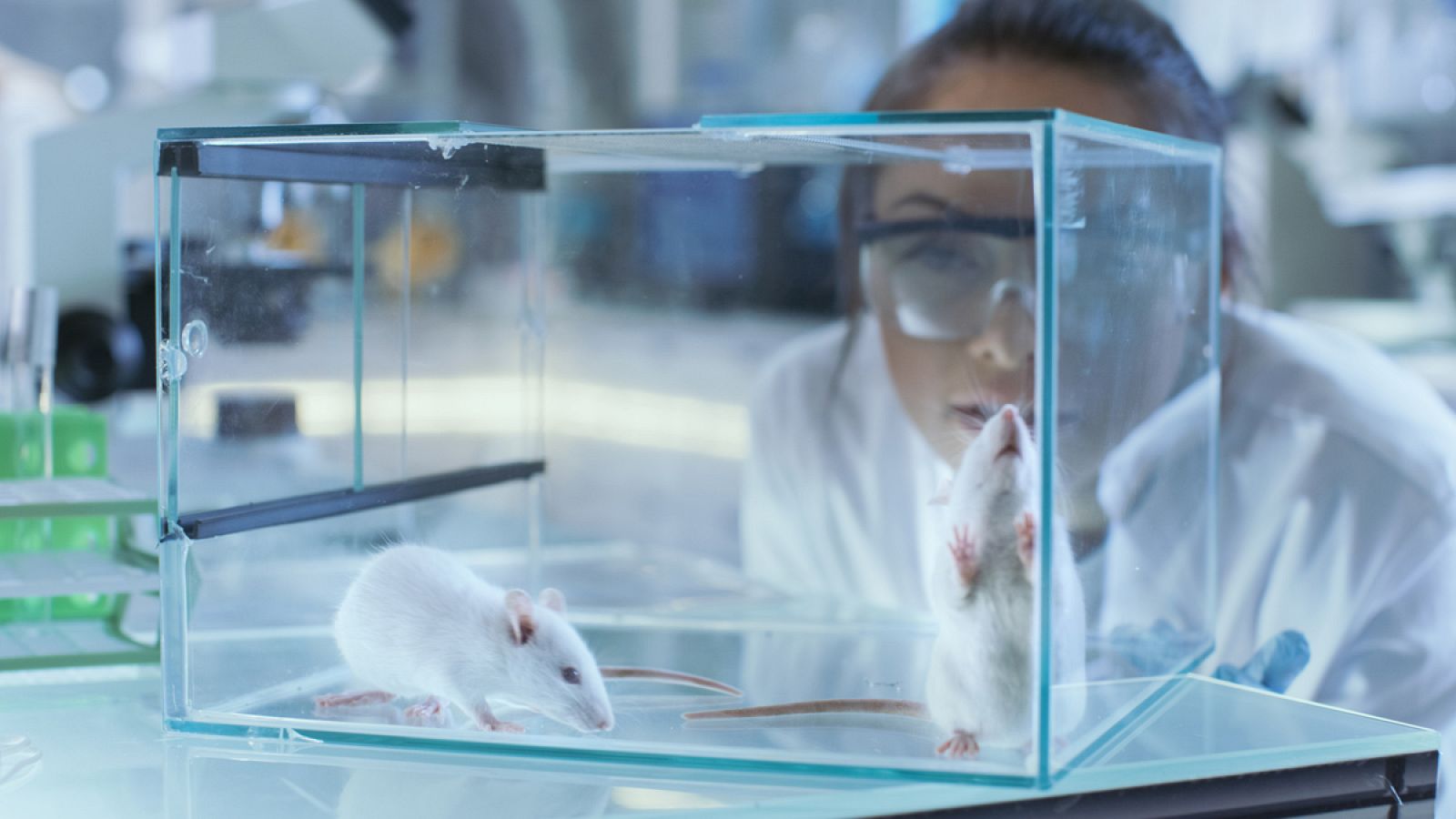 El experimento se ha hecho con ratones de 6 meses, unos sanos y otros con alzhéimer.