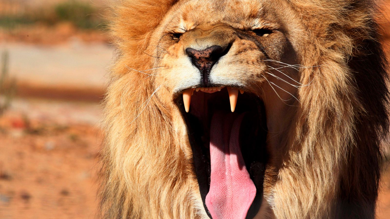 Los furtivos se habían adentrado en una área poblada por leones dentro del parque natural.