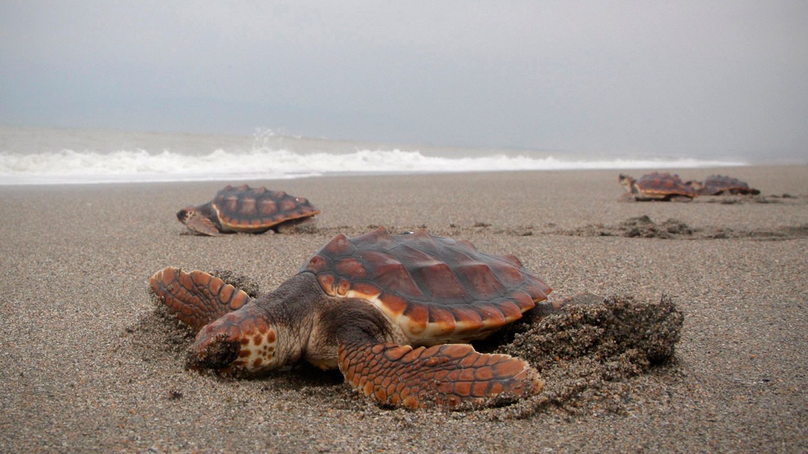 Ejemplares de tortuga boba (Caretta caretta).