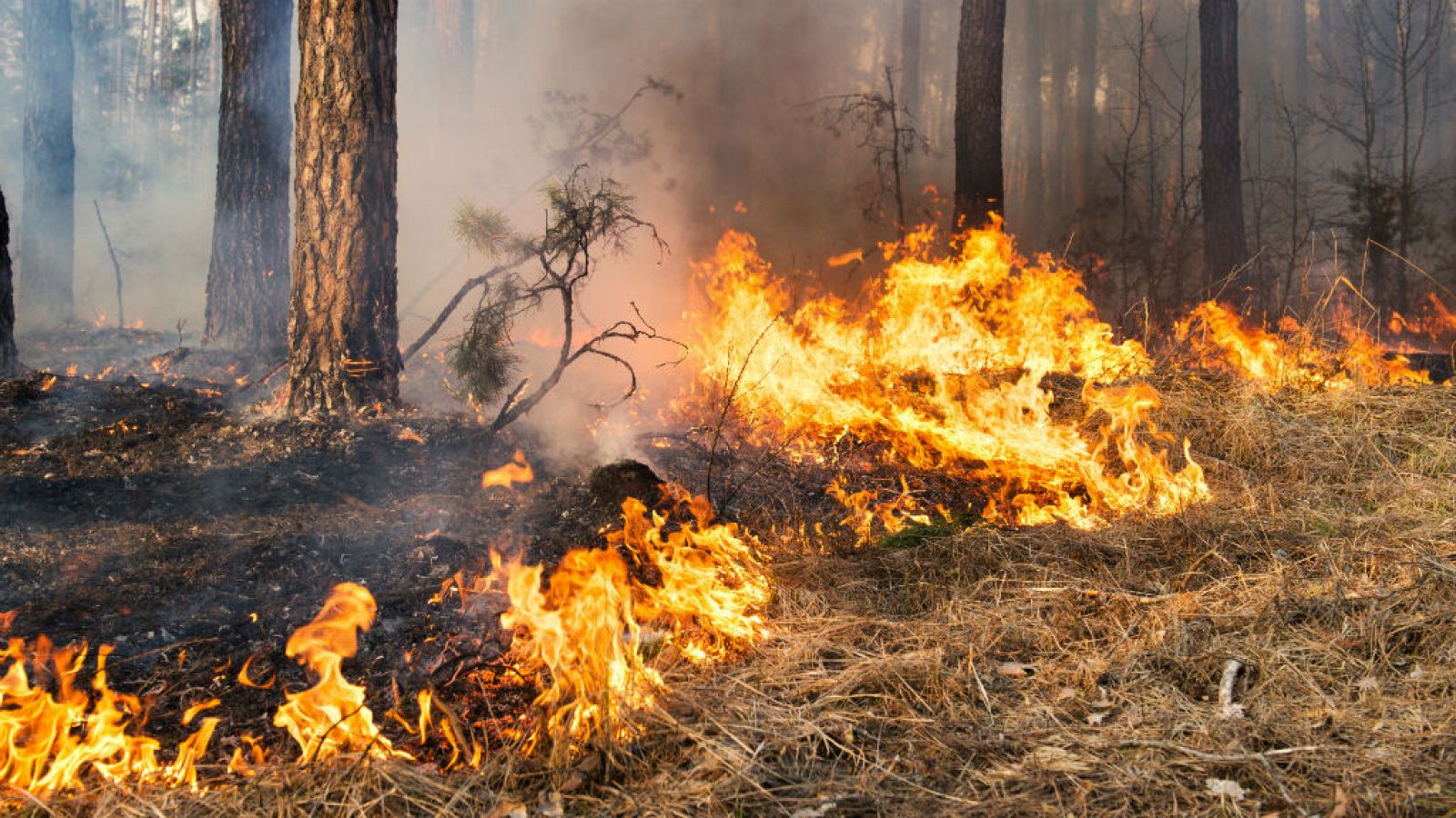 Cómo evitar incendios forestales