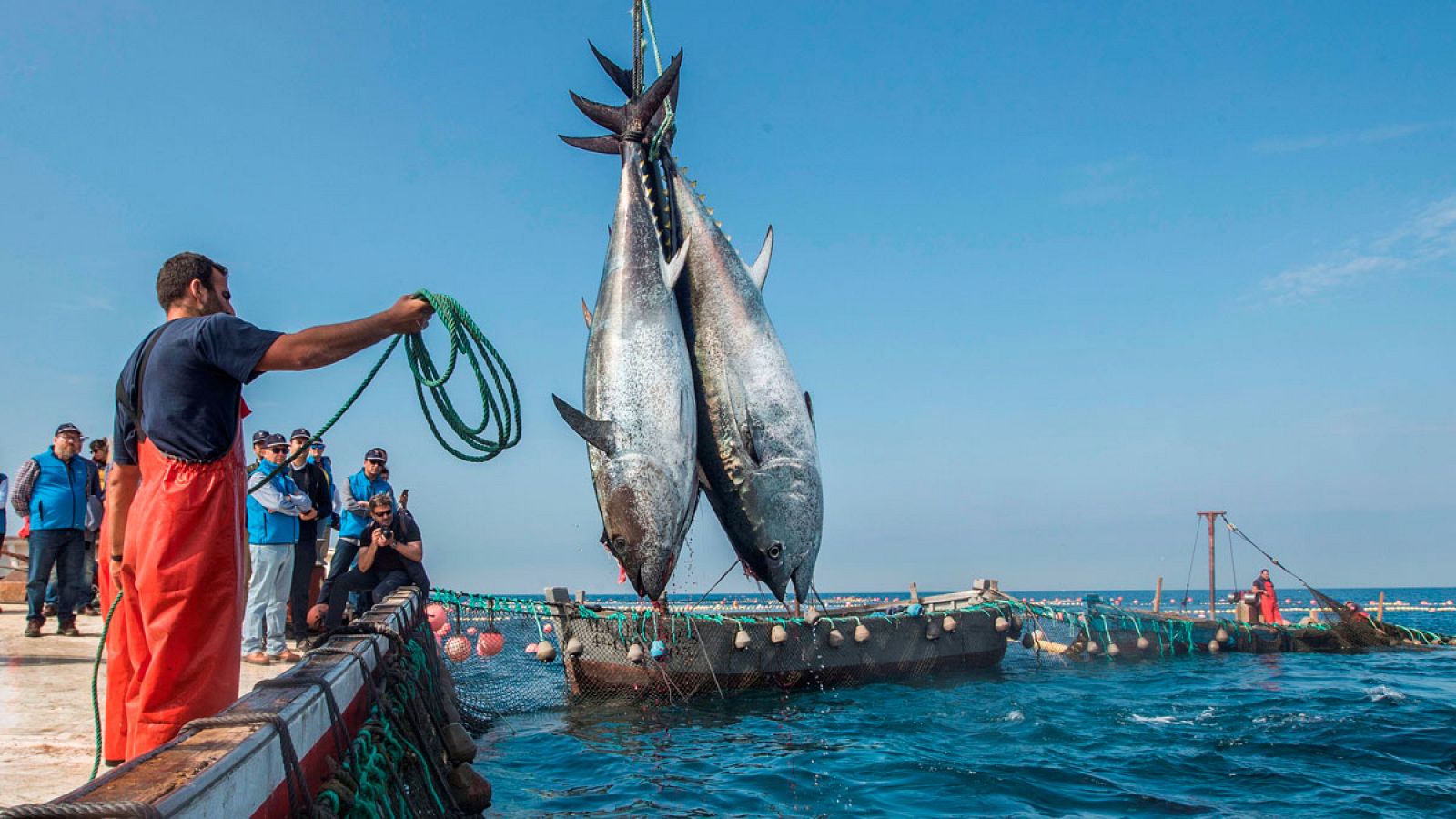 La 'levantá' de atún rojo en la almadraba de la localidad gaditana de Barbate