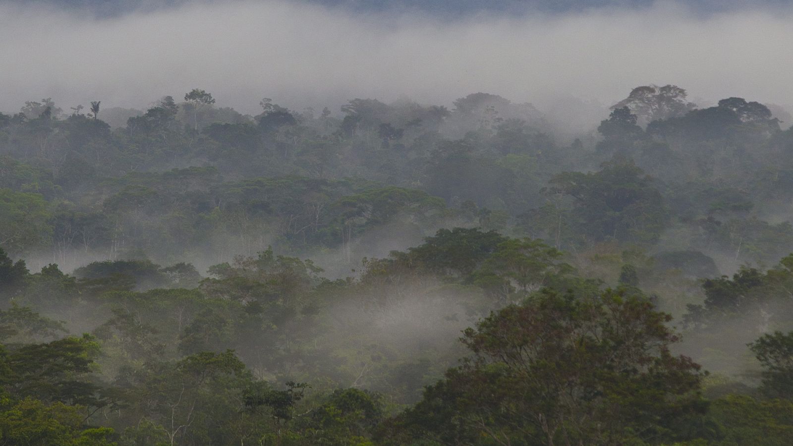 Imagen de la Amazonia ecuatoriana.