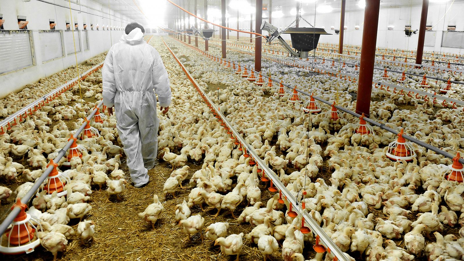 Un veterinario atraviesa una granja de pollos