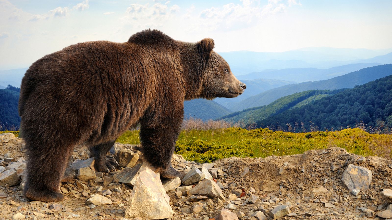 Un ejemplar de oso pardo adulto