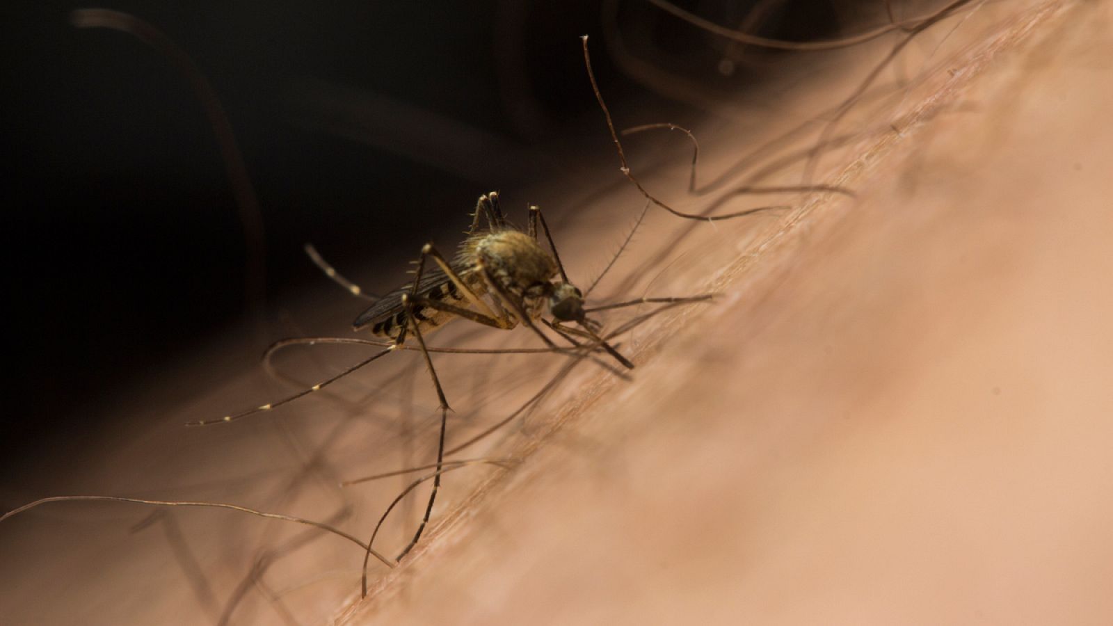 El mosquito Aedes japonicus es de origen asiático.