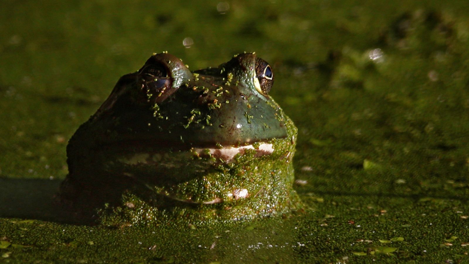 La rana toro (Lithobates catesbeiana) es una de las 100 especies invasoras más nocivas por su impacto ecológico.
