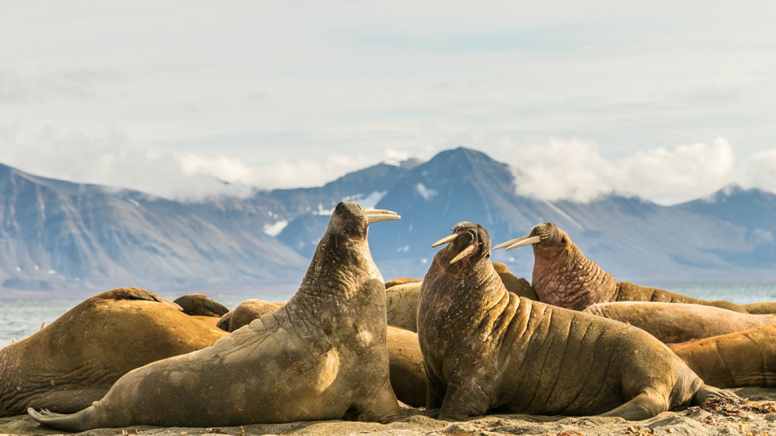 Imagen de archivo de un grupo de morsas (Odobenus rosmarus).