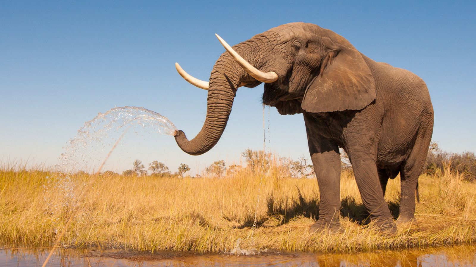Los elefantes viven alrededor de 70 años y la incidencia de cáncer en ellos es muy baja.