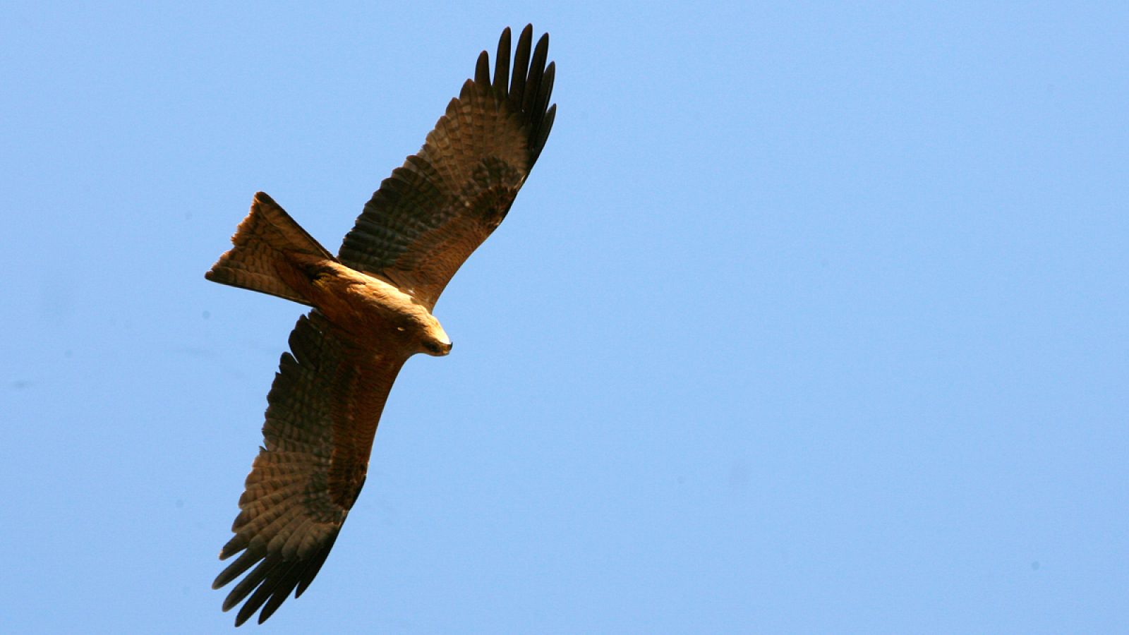 Ejemplar de milano negro ('Milvus migrans'), en vuelo.