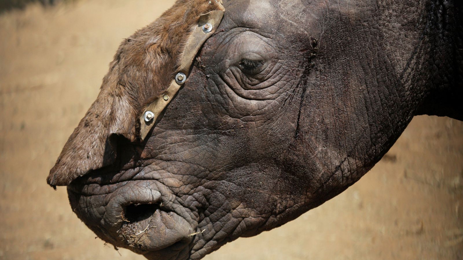 Un rinoceronte luce una piel protectora para cubrir su herida abierta tras haber sido despojada de su cuerno.