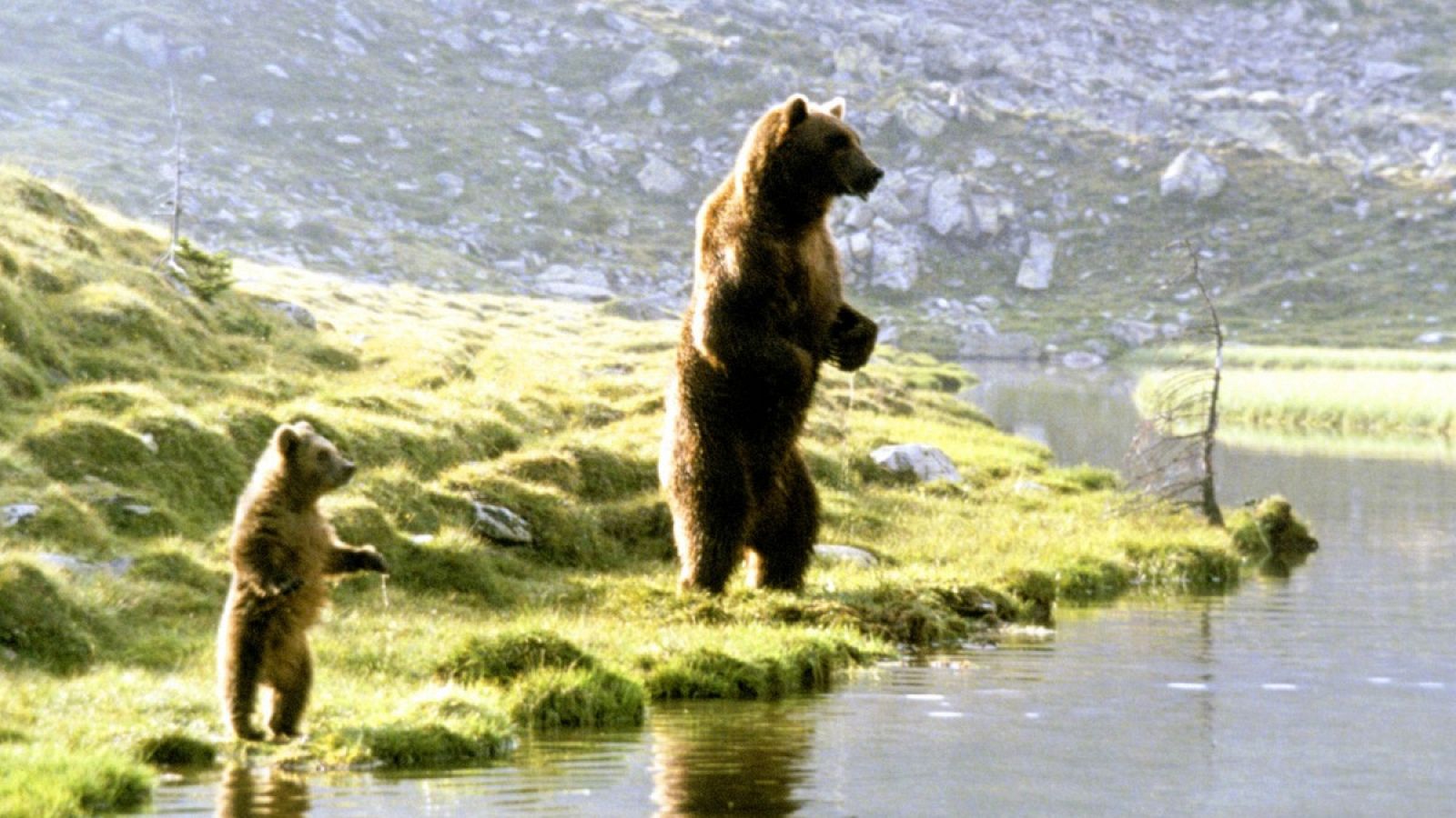 Fotograma de la película 'El oso'.