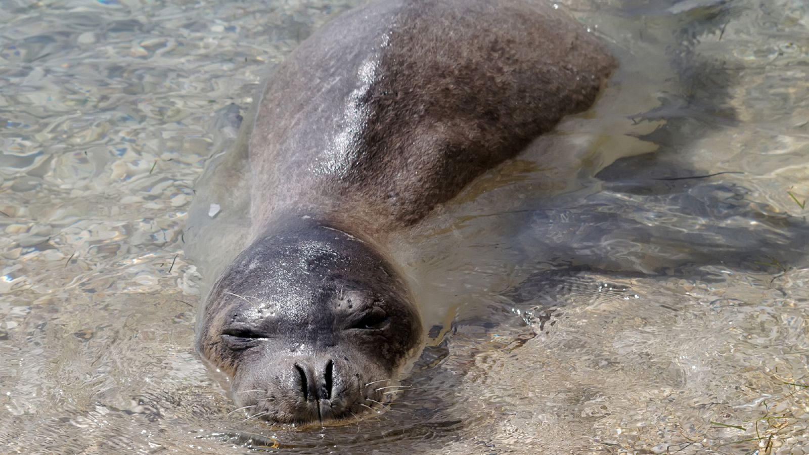 Ejemplar de foca monje del Mediterráneo o foca fraile mediterránea (Monachus monachus).