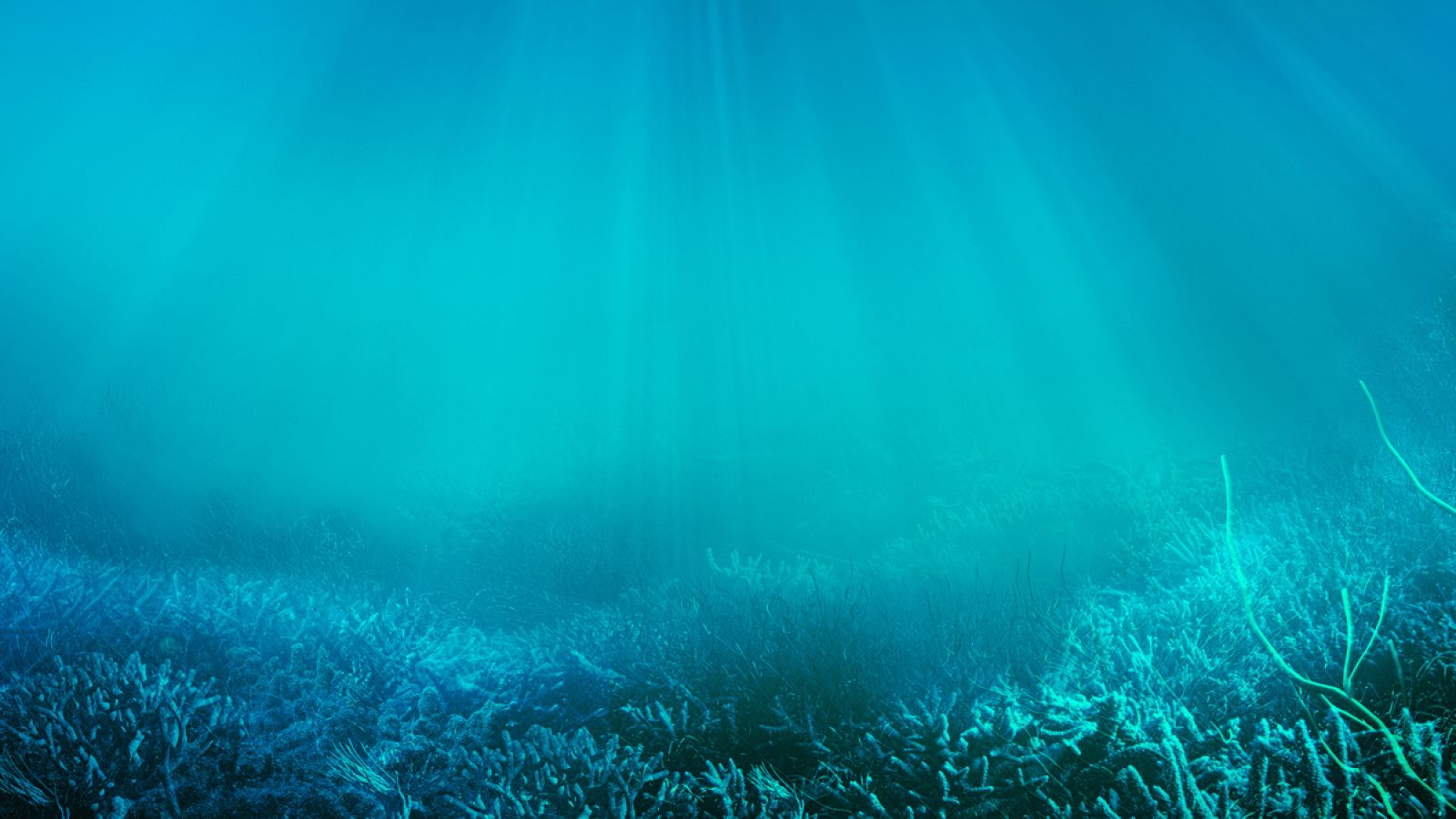 Los expertos recuerdan que "los océanos no son una fuente inagotable de recursos y servicios".