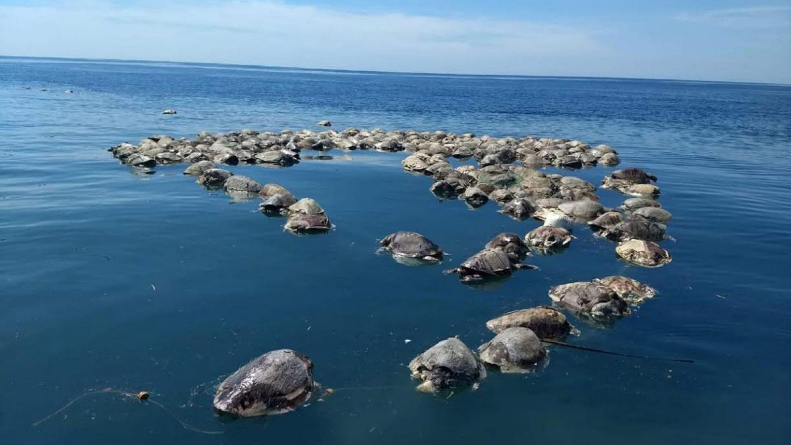 Tortugas sin vida flotan sobre las aguas del mar en Puerto Escondido, Oaxaca (México).