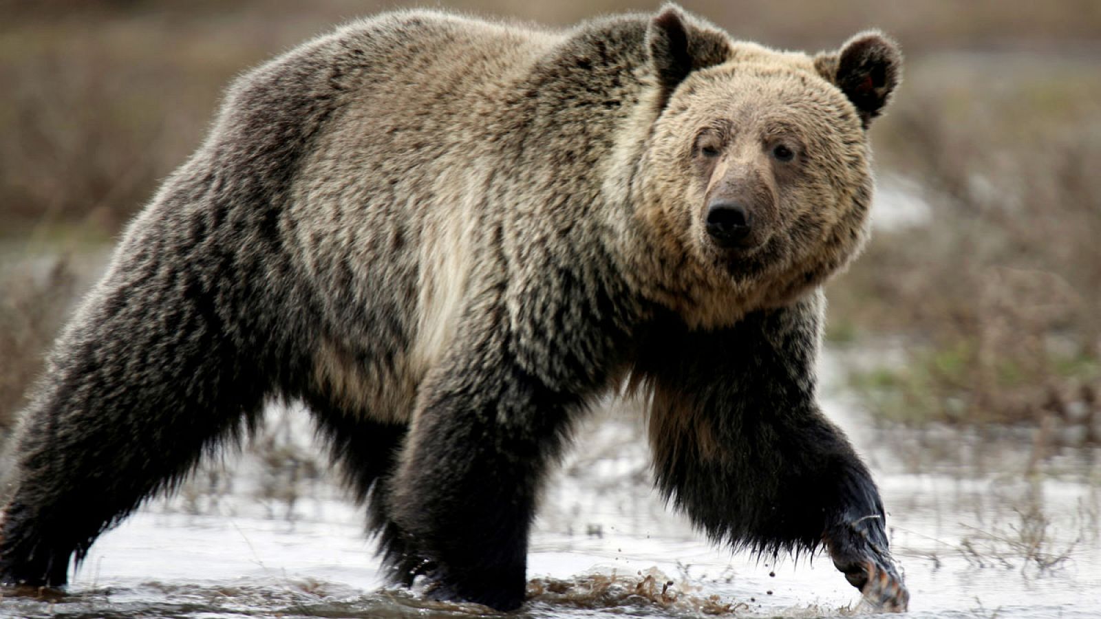 Un juez bloquea la temporada de cacería de osos grizzly en Estados Unidos.