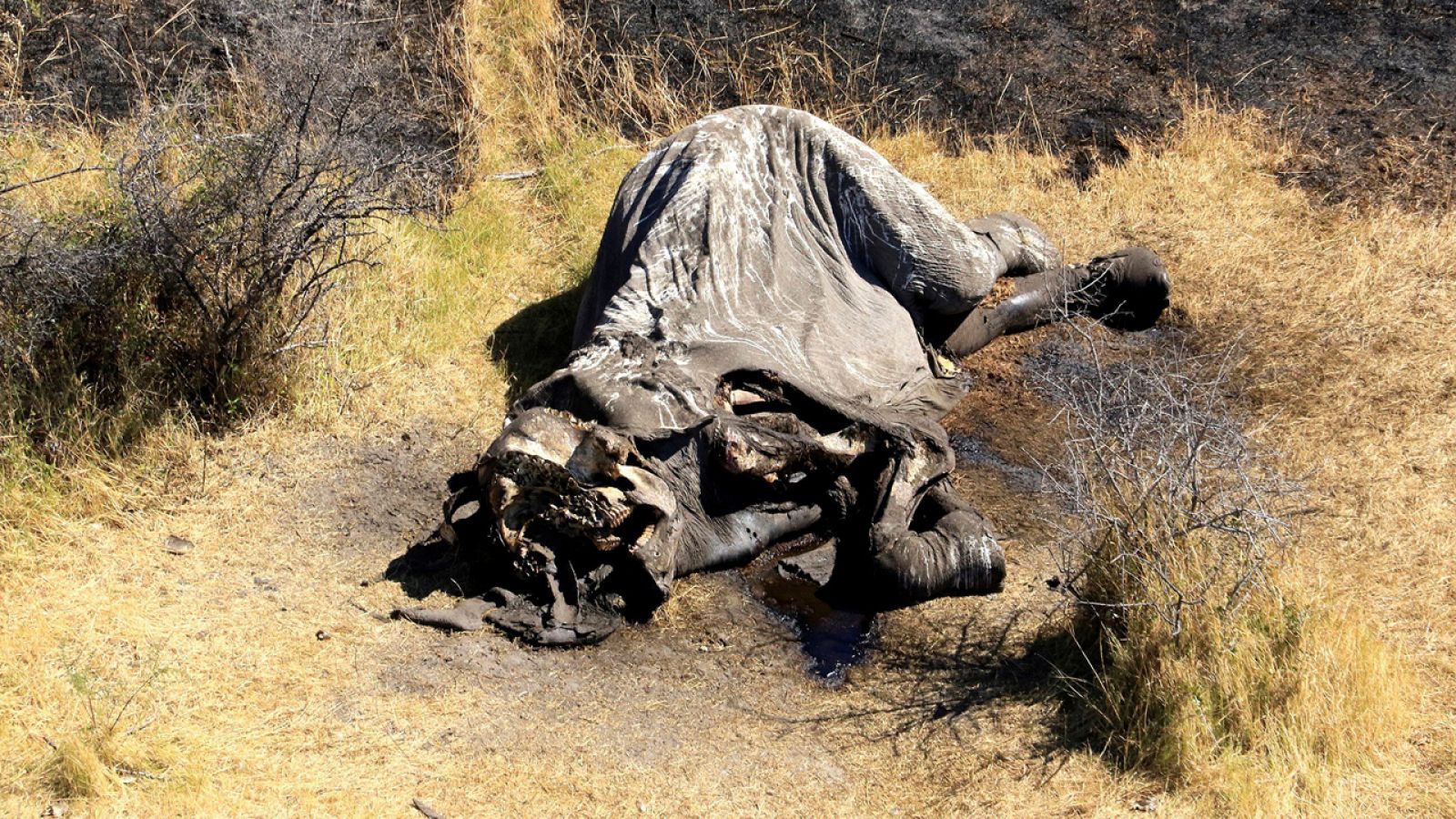 Cadáver de un elefante asesinado en Botsuana