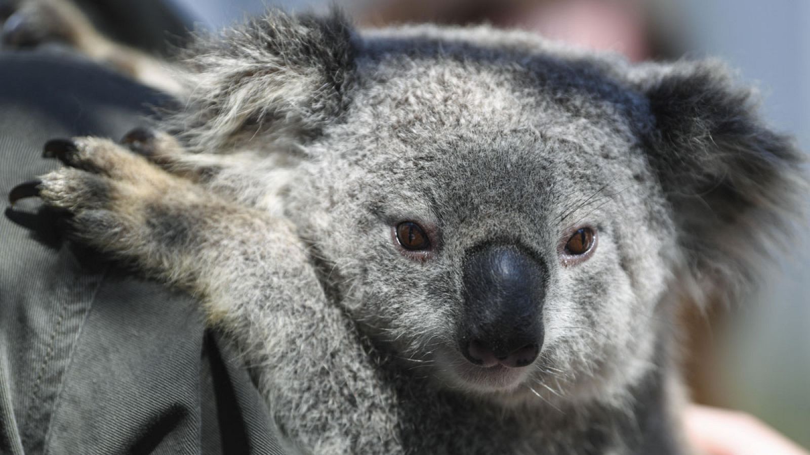 El koala es uno de los animales más emblemáticos de Australia, que tiene el estatus de vulnerable a la extinción.