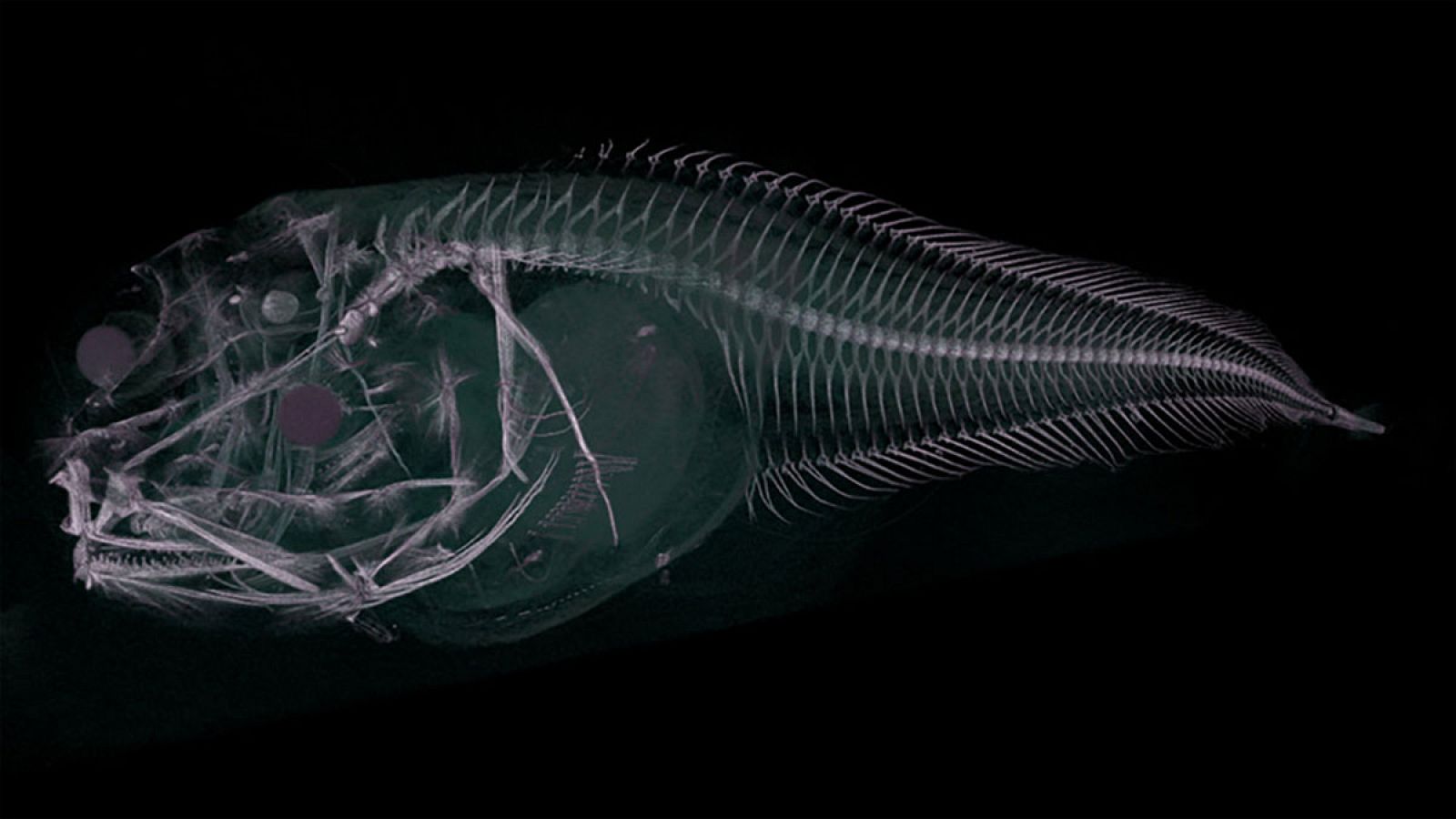 Tomografía axial computarizada de uno de los peces babosos hallados.