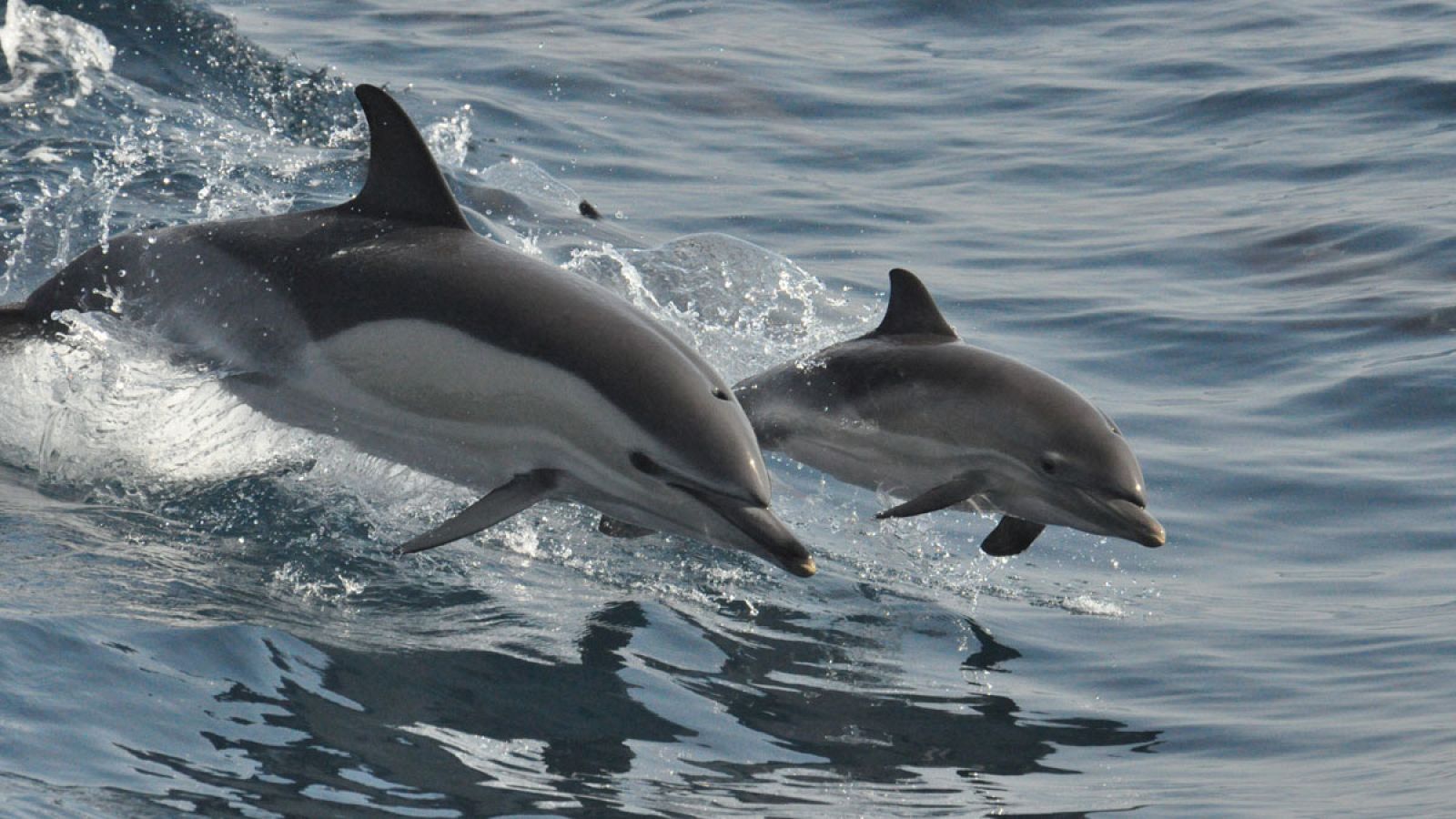 Ejemplares de delfín mular (Tursiops truncatus).
