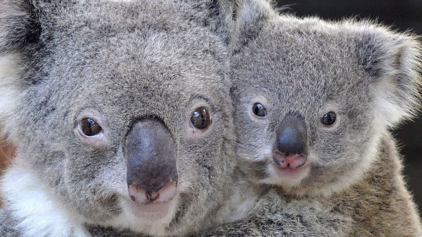 Un bebe koala se aferra a su madre en un recinto Koala en Dreamworld, Costa Dorada (Australia).