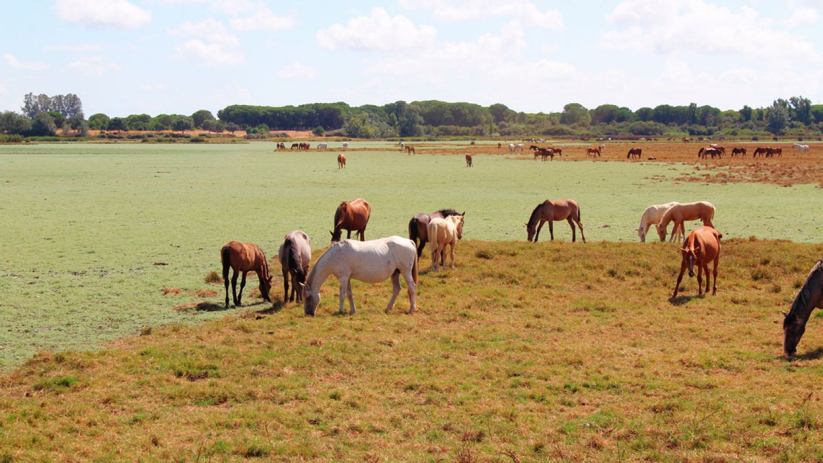 Caballos pastando en el Parque Nacional de Doñana.