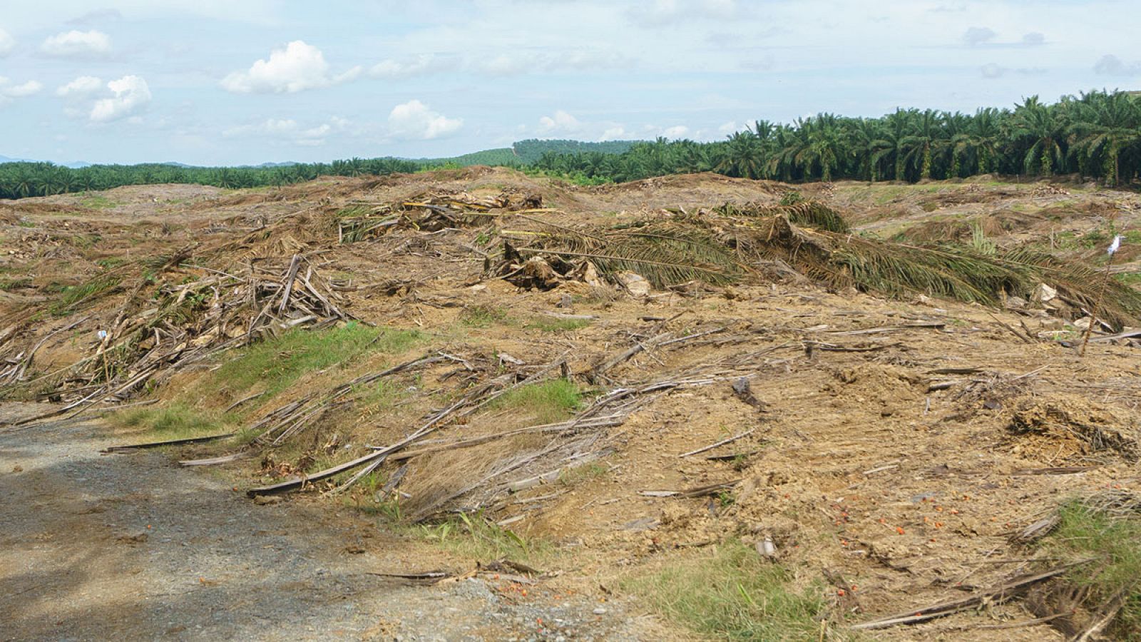 Imagen de árboles talados en Indonesia, uno de los lugares del mundo con mayor biodiversidad.