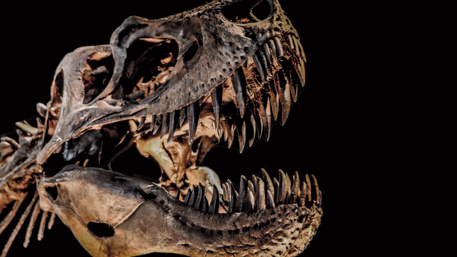 Esqueleto de un T-Rex