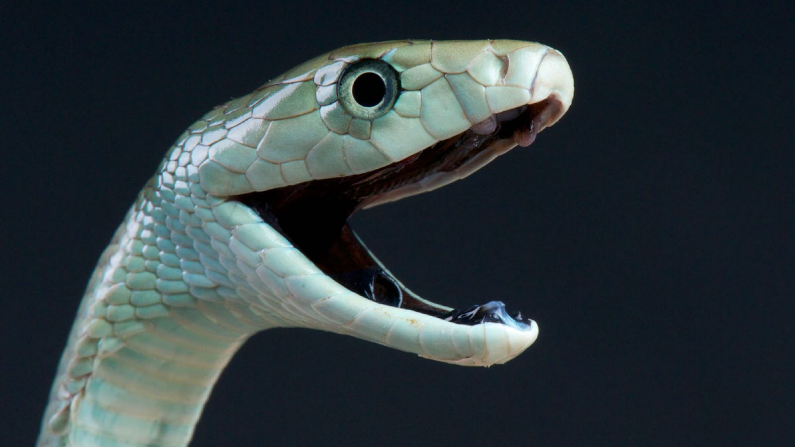 La mamba negra ('Dendroaspis polylepis') es una especie de serpiente africana venenosa de la familia Elapidae.