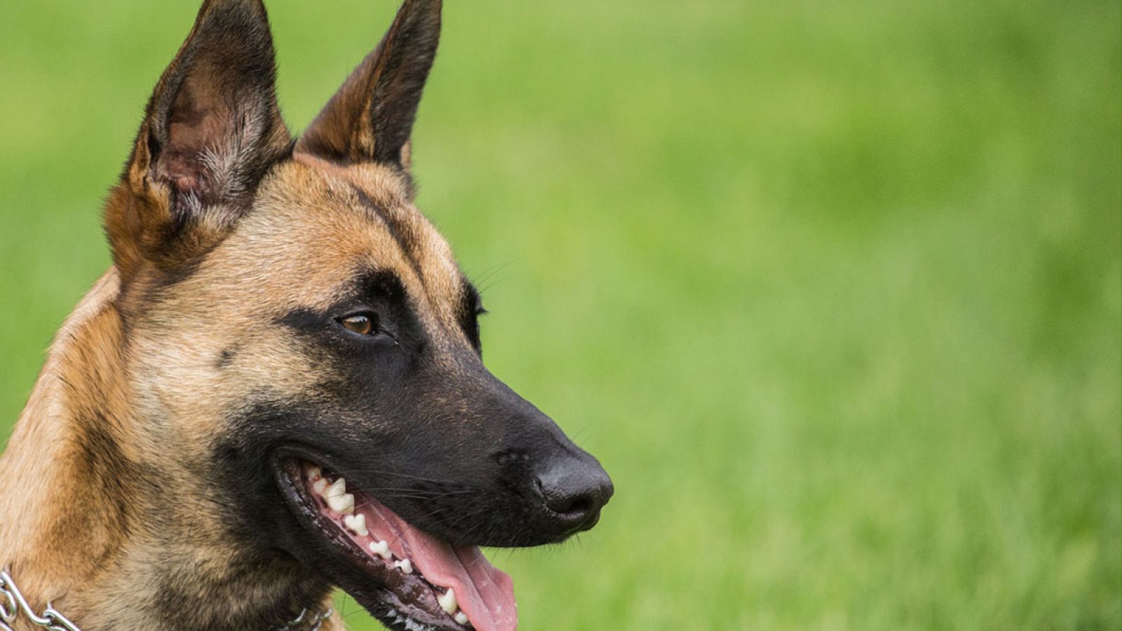 Perro de la raza pastor belga