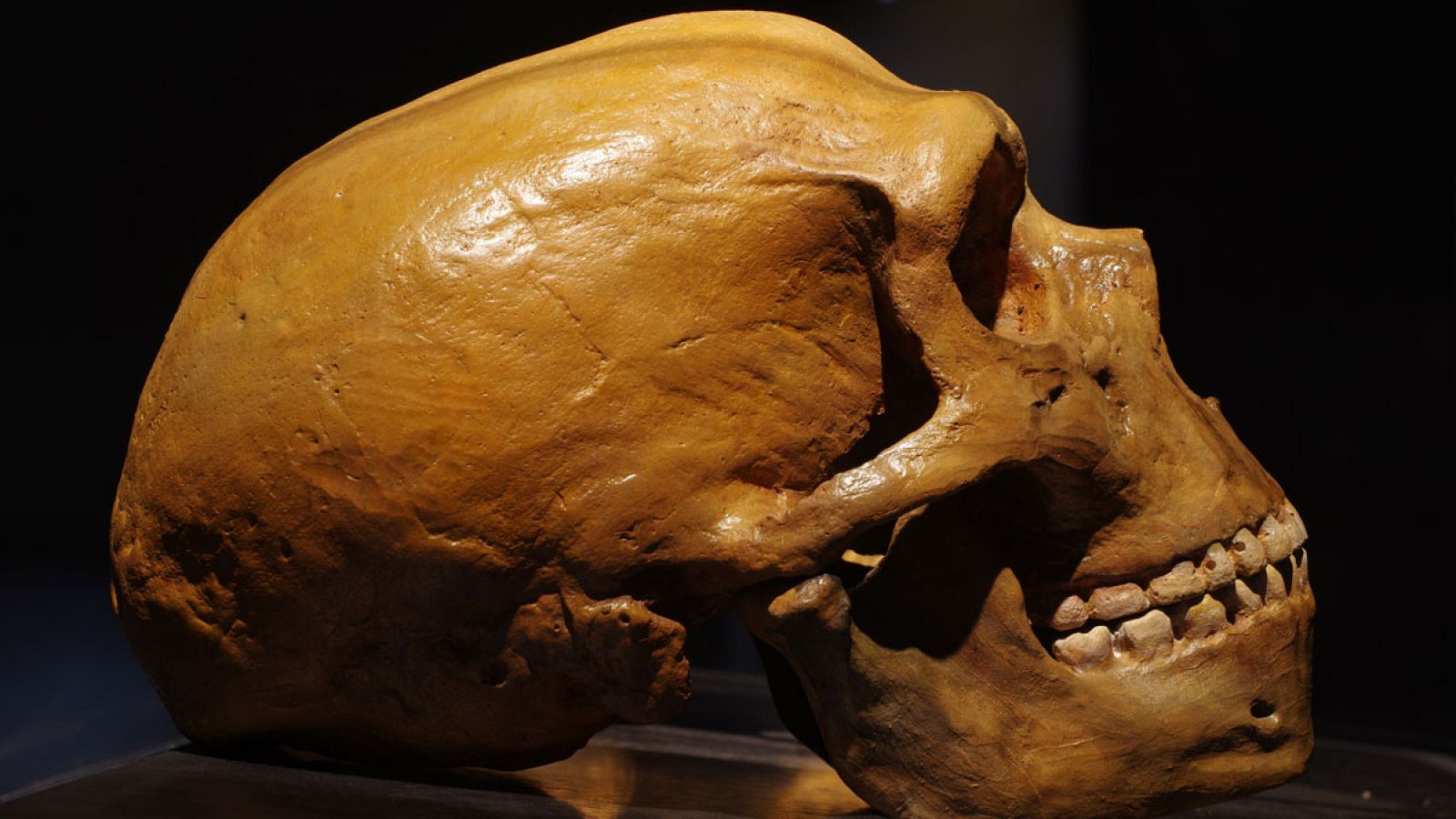 Determinar en qué momento surgieron los neandertales y si fueron una especie únicamente europea es uno de los retos de la paleontología.